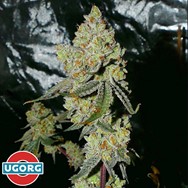 Underground Originals Seeds UGORG Cookies BX1