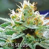 Vision Seeds Amnesia x Buddha Kush