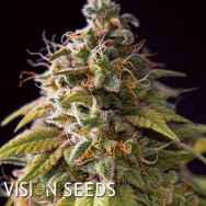 Vision Seeds Caramel Monster