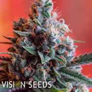 Vision Seeds Dark Star x AK-49