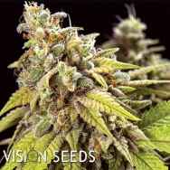 Vision Seeds Doctor Jamaica AUTO