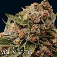 Vision Seeds Lambs Breath x AK-49