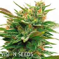 Vision Seeds Nicole x OG