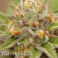 Vision Seeds Pure Gelato