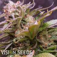 Vision Seeds Vision Caramello AUTO