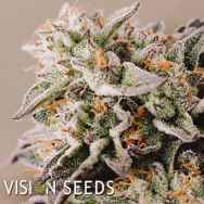 Vision Seeds Vision Gelato AUTO