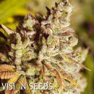 Vision Seeds Vision Gorilla