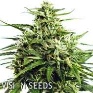 Vision Seeds Vision Gorilla AUTO