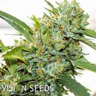 Vision Seeds Vision Kosher