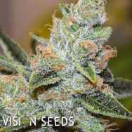 Vision Seeds Wedding Cake x Triple OG