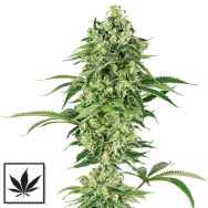 White Label Seeds Nicole Hindu Kush