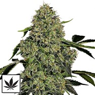 White Label Seeds O.G. Kush Auto