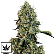 White Label Seeds O.G. Kush