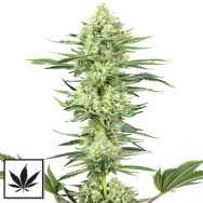 White Label Seeds White Gorilla Haze