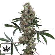 White Label Seeds Chemberries