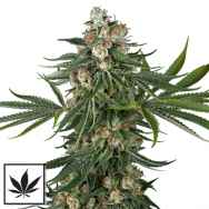 White Label Seeds Fallout OG