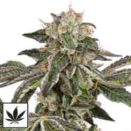White Label Seeds Runtz Auto