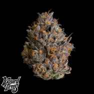 Wizard Trees Genetics Black Bow