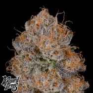 Wizard Trees Genetics Black Light