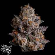 Wizard Trees Genetics Black Orchard