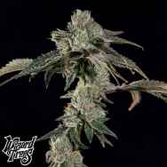 Wizard Trees Genetics Boiler Room