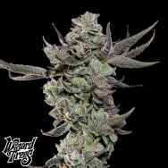 Wizard Trees Genetics Cali Tings