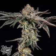 Wizard Trees Genetics Fine Print
