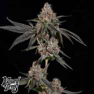 Wizard Trees Genetics Grand Prixx