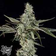 Wizard Trees Genetics London Fog