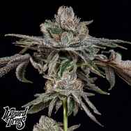 Wizard Trees Genetics P's & Z's