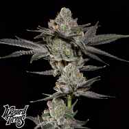 Wizard Trees Genetics Z Nerdz