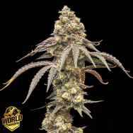 World Breeders Seeds Creamy Kush Gas