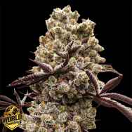 World Breeders Seeds Hokuzan