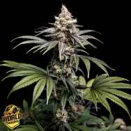 World Breeders Seeds Tropic Gem