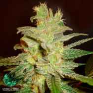 World of Seeds Early Harvest Collection Northern Light x Big Bud