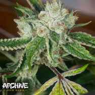 Archive Seeds Zero OG