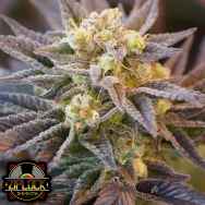 Ziplock Seeds Voodoo Child