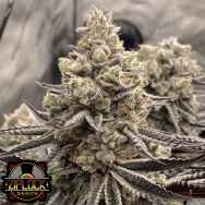 Ziplock Seeds Znow Leopard