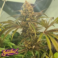 Zmoothiez Seeds Candy Lime