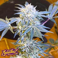 Zmoothiez Seeds Candy'n Cream