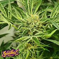 Zmoothiez Seeds Frozen Cherry