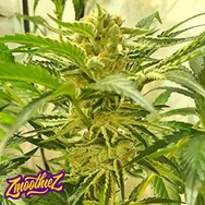 Zmoothiez Seeds Juicy Drop'z