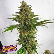 Zmoothiez Seeds Miss Orange Nectar