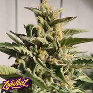 Zmoothiez Seeds Purple Cream