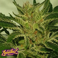 Zmoothiez Seeds Supreme Nectar