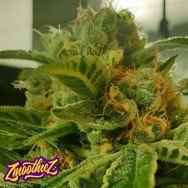 Zmoothiez Seeds Tutti Candy