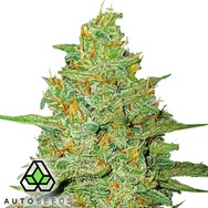 Auto Seeds Acapulco Gold