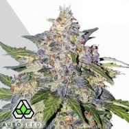 Auto Seeds Blueberry