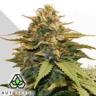 Auto Seeds Gold Leaf