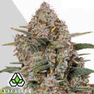 Auto Seeds Gorilla Cookies